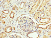 IHC image of CSB-PA005925LA01HU diluted at 1:200 and staining in paraffin-embedded human kidney tissue performed on a Leica BondTM system. After dewaxing and hydration, antigen retrieval was mediated by high pressure in a citrate buffer (pH 6.0) . Section was blocked with 10% normal goat serum 30min at RT. Then primary antibody (1% BSA) was incubated at 4°C overnight. The primary is detected by a biotinylated secondary antibody and visualized using an HRP conjugated SP system.