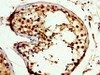IHC image of CSB-PA005961LA01HU diluted at 1:300 and staining in paraffin-embedded human testis tissue performed on a Leica BondTM system. After dewaxing and hydration, antigen retrieval was mediated by high pressure in a citrate buffer (pH 6.0) . Section was blocked with 10% normal goat serum 30min at RT. Then primary antibody (1% BSA) was incubated at 4°C overnight. The primary is detected by a biotinylated secondary antibody and visualized using an HRP conjugated SP system.