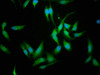 Immunofluorescence staining of Hela cells with CSB-PA005961LA01HU at 1:114, counter-stained with DAPI. The cells were fixed in 4% formaldehyde, permeabilized using 0.2% Triton X-100 and blocked in 10% normal Goat Serum. The cells were then incubated with the antibody overnight at 4°C. The secondary antibody was Alexa Fluor 488-congugated AffiniPure Goat Anti-Rabbit IgG (H+L) .