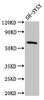 Western Blot<br />
 Positive WB detected in: SH-SY5Y whole cell lysate<br />
 All lanes: DEAF1 antibody at 3.2µg/ml<br />
 Secondary<br />
 Goat polyclonal to rabbit IgG at 1/50000 dilution<br />
 Predicted band size: 60, 59, 53, 52 kDa<br />
 Observed band size: 60 kDa<br />