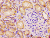IHC image of CSB-PA006928LA01HU diluted at 1:100 and staining in paraffin-embedded human kidney tissue performed on a Leica BondTM system. After dewaxing and hydration, antigen retrieval was mediated by high pressure in a citrate buffer (pH 6.0) . Section was blocked with 10% normal goat serum 30min at RT. Then primary antibody (1% BSA) was incubated at 4°C overnight. The primary is detected by a biotinylated secondary antibody and visualized using an HRP conjugated SP system.