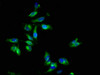 Immunofluorescence staining of Hela cells with CSB-PA007744LA01HU at 1:133, counter-stained with DAPI. The cells were fixed in 4% formaldehyde, permeabilized using 0.2% Triton X-100 and blocked in 10% normal Goat Serum. The cells were then incubated with the antibody overnight at 4°C. The secondary antibody was Alexa Fluor 488-congugated AffiniPure Goat Anti-Rabbit IgG (H+L) .
