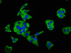 Immunofluorescence staining of HepG2 cells with CSB-PA01189A0Rb at 1:66, counter-stained with DAPI. The cells were fixed in 4% formaldehyde, permeabilized using 0.2% Triton X-100 and blocked in 10% normal Goat Serum. The cells were then incubated with the antibody overnight at 4°C. The secondary antibody was Alexa Fluor 488-congugated AffiniPure Goat Anti-Rabbit IgG (H+L) .