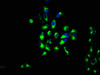 Immunofluorescence staining of Hela cells with CSB-PA011904LA01HU at 1:133, counter-stained with DAPI. The cells were fixed in 4% formaldehyde, permeabilized using 0.2% Triton X-100 and blocked in 10% normal Goat Serum. The cells were then incubated with the antibody overnight at 4°C. The secondary antibody was Alexa Fluor 488-congugated AffiniPure Goat Anti-Rabbit IgG (H+L) .