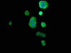 Immunofluorescence staining of MCF-7 cells with CSB-PA01229A0Rb at 1:66, counter-stained with DAPI. The cells were fixed in 4% formaldehyde, permeabilized using 0.2% Triton X-100 and blocked in 10% normal Goat Serum. The cells were then incubated with the antibody overnight at 4°C. The secondary antibody was Alexa Fluor 488-congugated AffiniPure Goat Anti-Rabbit IgG (H+L) .