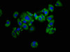 Immunofluorescence staining of HepG2 cells with CSB-PA012352LA01HU at 1:133, counter-stained with DAPI. The cells were fixed in 4% formaldehyde, permeabilized using 0.2% Triton X-100 and blocked in 10% normal Goat Serum. The cells were then incubated with the antibody overnight at 4°C. The secondary antibody was Alexa Fluor 488-congugated AffiniPure Goat Anti-Rabbit IgG (H+L) .