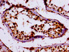 IHC image of CSB-PA012385LA01HU diluted at 1:100 and staining in paraffin-embedded human testis tissue performed on a Leica BondTM system. After dewaxing and hydration, antigen retrieval was mediated by high pressure in a citrate buffer (pH 6.0) . Section was blocked with 10% normal goat serum 30min at RT. Then primary antibody (1% BSA) was incubated at 4°C overnight. The primary is detected by a biotinylated secondary antibody and visualized using an HRP conjugated SP system.