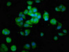 Immunofluorescence staining of MCF-7 cells with CSB-PA013428LA01HU at 1:100, counter-stained with DAPI. The cells were fixed in 4% formaldehyde, permeabilized using 0.2% Triton X-100 and blocked in 10% normal Goat Serum. The cells were then incubated with the antibody overnight at 4°C. The secondary antibody was Alexa Fluor 488-congugated AffiniPure Goat Anti-Rabbit IgG (H+L) .