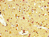 IHC image of CSB-PA013558LA01HU diluted at 1:400 and staining in paraffin-embedded human brain tissue performed on a Leica BondTM system. After dewaxing and hydration, antigen retrieval was mediated by high pressure in a citrate buffer (pH 6.0) . Section was blocked with 10% normal goat serum 30min at RT. Then primary antibody (1% BSA) was incubated at 4°C overnight. The primary is detected by a biotinylated secondary antibody and visualized using an HRP conjugated SP system.