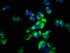 Immunofluorescence staining of Hela cells with CSB-PA013585LA01HU at 1:66, counter-stained with DAPI. The cells were fixed in 4% formaldehyde, permeabilized using 0.2% Triton X-100 and blocked in 10% normal Goat Serum. The cells were then incubated with the antibody overnight at 4°C. The secondary antibody was Alexa Fluor 488-congugated AffiniPure Goat Anti-Rabbit IgG (H+L) .