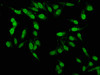 Immunofluorescence staining of Hela cells with CSB-PA017505LA01HU at 1:100, counter-stained with DAPI. The cells were fixed in 4% formaldehyde, permeabilized using 0.2% Triton X-100 and blocked in 10% normal Goat Serum. The cells were then incubated with the antibody overnight at 4°C. The secondary antibody was Alexa Fluor 488-congugated AffiniPure Goat Anti-Rabbit IgG (H+L) . Immunofluorescence staining of Hela cells with CSB-PA017505LA01HU at 1:100, counter-stained with DAPI. The cells were fixed in 4% formaldehyde, permeabilized using 0.2% Triton X-100 and blocked in 10% normal Goat Serum. The cells were then incubated with the antibody overnight at 4°C. The secondary antibody was Alexa Fluor 488-congugated AffiniPure Goat Anti-Rabbit IgG (H+L) .