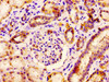 IHC image of CSB-PA017645LA01HU diluted at 1:400 and staining in paraffin-embedded human kidney tissue performed on a Leica BondTM system. After dewaxing and hydration, antigen retrieval was mediated by high pressure in a citrate buffer (pH 6.0) . Section was blocked with 10% normal goat serum 30min at RT. Then primary antibody (1% BSA) was incubated at 4°C overnight. The primary is detected by a biotinylated secondary antibody and visualized using an HRP conjugated SP system.