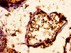 IHC image of CSB-PA017645LA01HU diluted at 1:400 and staining in paraffin-embedded human testis tissue performed on a Leica BondTM system. After dewaxing and hydration, antigen retrieval was mediated by high pressure in a citrate buffer (pH 6.0) . Section was blocked with 10% normal goat serum 30min at RT. Then primary antibody (1% BSA) was incubated at 4°C overnight. The primary is detected by a biotinylated secondary antibody and visualized using an HRP conjugated ABC system.
