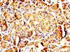 IHC image of CSB-PA018262LA01HU diluted at 1:200 and staining in paraffin-embedded human pancreatic tissue performed on a Leica BondTM system. After dewaxing and hydration, antigen retrieval was mediated by high pressure in a citrate buffer (pH 6.0) . Section was blocked with 10% normal goat serum 30min at RT. Then primary antibody (1% BSA) was incubated at 4°C overnight. The primary is detected by a biotinylated secondary antibody and visualized using an HRP conjugated SP system.