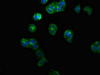 Immunofluorescence staining of HepG2 cells with CSB-PA018493LA01HU at 1:100, counter-stained with DAPI. The cells were fixed in 4% formaldehyde, permeabilized using 0.2% Triton X-100 and blocked in 10% normal Goat Serum. The cells were then incubated with the antibody overnight at 4°C. The secondary antibody was Alexa Fluor 488-congugated AffiniPure Goat Anti-Rabbit IgG (H+L) .