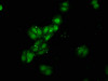 Immunofluorescence staining of HepG2 cells with CSB-PA019440LA01HU at 1:120, counter-stained with DAPI. The cells were fixed in 4% formaldehyde, permeabilized using 0.2% Triton X-100 and blocked in 10% normal Goat Serum. The cells were then incubated with the antibody overnight at 4°C. The secondary antibody was Alexa Fluor 488-congugated AffiniPure Goat Anti-Rabbit IgG (H+L) .