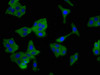 Immunofluorescence staining of HepG2 cells with CSB-PA020849LA01HU at 1:100, counter-stained with DAPI. The cells were fixed in 4% formaldehyde, permeabilized using 0.2% Triton X-100 and blocked in 10% normal Goat Serum. The cells were then incubated with the antibody overnight at 4°C. The secondary antibody was Alexa Fluor 488-congugated AffiniPure Goat Anti-Rabbit IgG (H+L) .