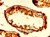 IHC image of CSB-PA025416LA01HU diluted at 1:200 and staining in paraffin-embedded human testis tissue performed on a Leica BondTM system. After dewaxing and hydration, antigen retrieval was mediated by high pressure in a citrate buffer (pH 6.0) . Section was blocked with 10% normal goat serum 30min at RT. Then primary antibody (1% BSA) was incubated at 4°C overnight. The primary is detected by a biotinylated secondary antibody and visualized using an HRP conjugated SP system.