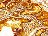IHC image of CSB-PA025774LA01HU diluted at 1:400 and staining in paraffin-embedded human small intestine tissue performed on a Leica BondTM system. After dewaxing and hydration, antigen retrieval was mediated by high pressure in a citrate buffer (pH 6.0) . Section was blocked with 10% normal goat serum 30min at RT. Then primary antibody (1% BSA) was incubated at 4°C overnight. The primary is detected by a biotinylated secondary antibody and visualized using an HRP conjugated SP system.