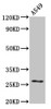 Western Blot<br />
 Positive WB detected in: A549 whole cell lysate<br />
 All lanes: HSPB1 antibody at 4µg/ml<br />
 Secondary<br />
 Goat polyclonal to rabbit IgG at 1/50000 dilution<br />
 Predicted band size: 23 kDa<br />
 Observed band size: 27 kDa<br />