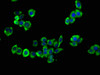 Immunofluorescence staining of PC-3 cells with CSB-PA12619A0Rb at 1:133, counter-stained with DAPI. The cells were fixed in 4% formaldehyde, permeabilized using 0.2% Triton X-100 and blocked in 10% normal Goat Serum. The cells were then incubated with the antibody overnight at 4°C. The secondary antibody was Alexa Fluor 488-congugated AffiniPure Goat Anti-Rabbit IgG (H+L) .