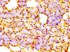 IHC image of CSB-PA529740LA01HU diluted at 1:300 and staining in paraffin-embedded human salivary gland tissue performed on a Leica BondTM system. After dewaxing and hydration, antigen retrieval was mediated by high pressure in a citrate buffer (pH 6.0) . Section was blocked with 10% normal goat serum 30min at RT. Then primary antibody (1% BSA) was incubated at 4°C overnight. The primary is detected by a biotinylated secondary antibody and visualized using an HRP conjugated SP system.