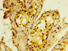 IHC image of CSB-PA613418LA01HU diluted at 1:400 and staining in paraffin-embedded human testis tissue performed on a Leica BondTM system. After dewaxing and hydration, antigen retrieval was mediated by high pressure in a citrate buffer (pH 6.0) . Section was blocked with 10% normal goat serum 30min at RT. Then primary antibody (1% BSA) was incubated at 4°C overnight. The primary is detected by a biotinylated secondary antibody and visualized using an HRP conjugated SP system.