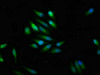 Immunofluorescence staining of Hela cells with CSB-PA613605LA01HU at 1:100, counter-stained with DAPI. The cells were fixed in 4% formaldehyde, permeabilized using 0.2% Triton X-100 and blocked in 10% normal Goat Serum. The cells were then incubated with the antibody overnight at 4°C. The secondary antibody was Alexa Fluor 488-congugated AffiniPure Goat Anti-Rabbit IgG (H+L) .