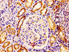 IHC image of CSB-PA615539LA01HU diluted at 1:400 and staining in paraffin-embedded human kidney tissue performed on a Leica BondTM system. After dewaxing and hydration, antigen retrieval was mediated by high pressure in a citrate buffer (pH 6.0) . Section was blocked with 10% normal goat serum 30min at RT. Then primary antibody (1% BSA) was incubated at 4°C overnight. The primary is detected by a biotinylated secondary antibody and visualized using an HRP conjugated ABC system.
