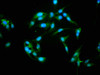 Immunofluorescence staining of Hela cells with CSB-PA615540LA01HU at 1:155, counter-stained with DAPI. The cells were fixed in 4% formaldehyde, permeabilized using 0.2% Triton X-100 and blocked in 10% normal Goat Serum. The cells were then incubated with the antibody overnight at 4°C. The secondary antibody was Alexa Fluor 488-congugated AffiniPure Goat Anti-Rabbit IgG (H+L) .
