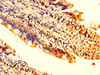 IHC image of CSB-PA675694LA01HU diluted at 1:200 and staining in paraffin-embedded human small intestine tissue performed on a Leica BondTM system. After dewaxing and hydration, antigen retrieval was mediated by high pressure in a citrate buffer (pH 6.0) . Section was blocked with 10% normal goat serum 30min at RT. Then primary antibody (1% BSA) was incubated at 4°C overnight. The primary is detected by a biotinylated secondary antibody and visualized using an HRP conjugated SP system.