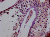 IHC image of CSB-PA722571LA01HU diluted at 1:400 and staining in paraffin-embedded human testis tissue performed on a Leica BondTM system. After dewaxing and hydration, antigen retrieval was mediated by high pressure in a citrate buffer (pH 6.0) . Section was blocked with 10% normal goat serum 30min at RT. Then primary antibody (1% BSA) was incubated at 4°C overnight. The primary is detected by a biotinylated secondary antibody and visualized using an HRP conjugated SP system.