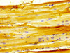 IHC image of CSB-PA722571LA01HU diluted at 1:400 and staining in paraffin-embedded human skeletal muscle tissue performed on a Leica BondTM system. After dewaxing and hydration, antigen retrieval was mediated by high pressure in a citrate buffer (pH 6.0) . Section was blocked with 10% normal goat serum 30min at RT. Then primary antibody (1% BSA) was incubated at 4°C overnight. The primary is detected by a biotinylated secondary antibody and visualized using an HRP conjugated SP system.
