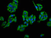 Immunofluorescence staining of HepG2 cells with CSB-PA740988LA01HU at 1:66, counter-stained with DAPI. The cells were fixed in 4% formaldehyde, permeabilized using 0.2% Triton X-100 and blocked in 10% normal Goat Serum. The cells were then incubated with the antibody overnight at 4°C. The secondary antibody was Alexa Fluor 488-congugated AffiniPure Goat Anti-Rabbit IgG (H+L) .
