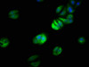 Immunofluorescence staining of HepG2 cells with CSB-PA757671LA01HU at 1:66, counter-stained with DAPI. The cells were fixed in 4% formaldehyde, permeabilized using 0.2% Triton X-100 and blocked in 10% normal Goat Serum. The cells were then incubated with the antibody overnight at 4°C. The secondary antibody was Alexa Fluor 488-congugated AffiniPure Goat Anti-Rabbit IgG (H+L) .