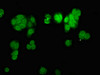 Immunofluorescence staining of HepG2 cells with CSB-PA803136LA01HU at 1:200, counter-stained with DAPI. The cells were fixed in 4% formaldehyde, permeabilized using 0.2% Triton X-100 and blocked in 10% normal Goat Serum. The cells were then incubated with the antibody overnight at 4°C. The secondary antibody was Alexa Fluor 488-congugated AffiniPure Goat Anti-Rabbit IgG (H+L) .