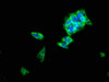 Immunofluorescence staining of 293 cells with CSB-PA819471LA01HU at 1:100, counter-stained with DAPI. The cells were fixed in 4% formaldehyde, permeabilized using 0.2% Triton X-100 and blocked in 10% normal Goat Serum. The cells were then incubated with the antibody overnight at 4°C. The secondary antibody was Alexa Fluor 488-congugated AffiniPure Goat Anti-Rabbit IgG (H+L) .