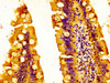 IHC image of CSB-PA823469LA01HU diluted at 1:500 and staining in paraffin-embedded human small intestine tissue performed on a Leica BondTM system. After dewaxing and hydration, antigen retrieval was mediated by high pressure in a citrate buffer (pH 6.0) . Section was blocked with 10% normal goat serum 30min at RT. Then primary antibody (1% BSA) was incubated at 4°C overnight. The primary is detected by a biotinylated secondary antibody and visualized using an HRP conjugated SP system.