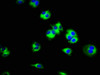 Immunofluorescence staining of HepG2 cells with CSB-PA836239LA01HU at 1:100, counter-stained with DAPI. The cells were fixed in 4% formaldehyde, permeabilized using 0.2% Triton X-100 and blocked in 10% normal Goat Serum. The cells were then incubated with the antibody overnight at 4°C. The secondary antibody was Alexa Fluor 488-congugated AffiniPure Goat Anti-Rabbit IgG (H+L) .