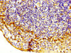 IHC image of CSB-PA846629LA01HU diluted at 1:200 and staining in paraffin-embedded human tonsil tissue performed on a Leica BondTM system. After dewaxing and hydration, antigen retrieval was mediated by high pressure in a citrate buffer (pH 6.0) . Section was blocked with 10% normal goat serum 30min at RT. Then primary antibody (1% BSA) was incubated at 4°C overnight. The primary is detected by a biotinylated secondary antibody and visualized using an HRP conjugated SP system.
