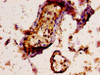 IHC image of CSB-PA856431LA01HU diluted at 1:300 and staining in paraffin-embedded human testis tissue performed on a Leica BondTM system. After dewaxing and hydration, antigen retrieval was mediated by high pressure in a citrate buffer (pH 6.0) . Section was blocked with 10% normal goat serum 30min at RT. Then primary antibody (1% BSA) was incubated at 4°C overnight. The primary is detected by a biotinylated secondary antibody and visualized using an HRP conjugated SP system. IHC image of CSB-PA856431LA01HU diluted at 1:300 and staining in paraffin-embedded human testis tissue performed on a Leica BondTM system. After dewaxing and hydration, antigen retrieval was mediated by high pressure in a citrate buffer (pH 6.0) . Section was blocked with 10% normal goat serum 30min at RT. Then primary antibody (1% BSA) was incubated at 4°C overnight. The primary is detected by a biotinylated secondary antibody and visualized using an HRP conjugated SP system.