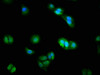 Immunofluorescence staining of HepG2 cells with CSB-PA859528LA01HU at 1:200, counter-stained with DAPI. The cells were fixed in 4% formaldehyde, permeabilized using 0.2% Triton X-100 and blocked in 10% normal Goat Serum. The cells were then incubated with the antibody overnight at 4°C. The secondary antibody was Alexa Fluor 488-congugated AffiniPure Goat Anti-Rabbit IgG (H+L) .