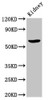 Western Blot<br />
 Positive WB detected in: Rat kidney tissue<br />
 All lanes: ACBD3 antibody at 7µg/ml<br />
 Secondary<br />
 Goat polyclonal to rabbit IgG at 1/50000 dilution<br />
 Predicted band size: 61 kDa<br />
 Observed band size: 61 kDa<br />