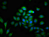 Immunofluorescence staining of A549 cells with CSB-PA880950LA01HU at 1:100, counter-stained with DAPI. The cells were fixed in 4% formaldehyde, permeabilized using 0.2% Triton X-100 and blocked in 10% normal Goat Serum. The cells were then incubated with the antibody overnight at 4°C. The secondary antibody was Alexa Fluor 488-congugated AffiniPure Goat Anti-Rabbit IgG (H+L) .
