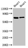 Western Blot<br />
 Positive WB detected in: Rat heart tisseu, Mouse heart tissue<br />
 All lanes: FASTKD2 antibody at 8µg/ml<br />
 Secondary<br />
 Goat polyclonal to rabbit IgG at 1/50000 dilution<br />
 Predicted band size: 82, 75 kDa<br />
 Observed band size: 75 kDa<br /> Western Blot<br />
 Positive WB detected in: Rat heart tisseu, Mouse heart tissue<br />
 All lanes: FASTKD2 antibody at 8µg/ml<br />
 Secondary<br />
 Goat polyclonal to rabbit IgG at 1/50000 dilution<br />
 Predicted band size: 82, 75 kDa<br />
 Observed band size: 75 kDa<br />