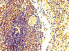 IHC image of CSB-PA882149LA01HU diluted at 1:300 and staining in paraffin-embedded human spleen tissue performed on a Leica BondTM system. After dewaxing and hydration, antigen retrieval was mediated by high pressure in a citrate buffer (pH 6.0) . Section was blocked with 10% normal goat serum 30min at RT. Then primary antibody (1% BSA) was incubated at 4°C overnight. The primary is detected by a biotinylated secondary antibody and visualized using an HRP conjugated SP system. IHC image of CSB-PA882149LA01HU diluted at 1:300 and staining in paraffin-embedded human spleen tissue performed on a Leica BondTM system. After dewaxing and hydration, antigen retrieval was mediated by high pressure in a citrate buffer (pH 6.0) . Section was blocked with 10% normal goat serum 30min at RT. Then primary antibody (1% BSA) was incubated at 4°C overnight. The primary is detected by a biotinylated secondary antibody and visualized using an HRP conjugated SP system.