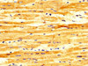IHC image of CSB-PA882149LA01HU diluted at 1:300 and staining in paraffin-embedded human heart tissue performed on a Leica BondTM system. After dewaxing and hydration, antigen retrieval was mediated by high pressure in a citrate buffer (pH 6.0) . Section was blocked with 10% normal goat serum 30min at RT. Then primary antibody (1% BSA) was incubated at 4°C overnight. The primary is detected by a biotinylated secondary antibody and visualized using an HRP conjugated SP system. IHC image of CSB-PA882149LA01HU diluted at 1:300 and staining in paraffin-embedded human heart tissue performed on a Leica BondTM system. After dewaxing and hydration, antigen retrieval was mediated by high pressure in a citrate buffer (pH 6.0) . Section was blocked with 10% normal goat serum 30min at RT. Then primary antibody (1% BSA) was incubated at 4°C overnight. The primary is detected by a biotinylated secondary antibody and visualized using an HRP conjugated SP system.