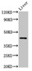 Western Blot<br />
 Positive WB detected in: Mouse liver tissue<br />
 All lanes: HRH4 antibody at 4µg/ml<br />
 Secondary<br />
 Goat polyclonal to rabbit IgG at 1/50000 dilution<br />
 Predicted band size: 45, 35 kDa<br />
 Observed band size: 45 kDa<br />