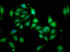 Immunofluorescence staining of A549 cells with CSB-PA891467LA01HU at 1:33, counter-stained with DAPI. The cells were fixed in 4% formaldehyde, permeabilized using 0.2% Triton X-100 and blocked in 10% normal Goat Serum. The cells were then incubated with the antibody overnight at 4°C. The secondary antibody was Alexa Fluor 488-congugated AffiniPure Goat Anti-Rabbit IgG (H+L) .