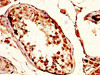IHC image of CSB-PA892151LA01HU diluted at 1:200 and staining in paraffin-embedded human testis tissue performed on a Leica BondTM system. After dewaxing and hydration, antigen retrieval was mediated by high pressure in a citrate buffer (pH 6.0) . Section was blocked with 10% normal goat serum 30min at RT. Then primary antibody (1% BSA) was incubated at 4°C overnight. The primary is detected by a biotinylated secondary antibody and visualized using an HRP conjugated SP system.